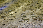 Fische in der Rappbode-Talsperre