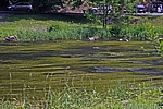 Die Bode vor Treseburg