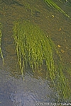 Die Bode vor Treseburg