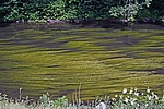 Die Bode vor Treseburg
