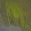 2008-06-26-Treseburg-Regenstein-11