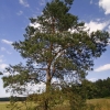 2008-06-26-Treseburg-Regenstein-27
