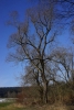 20_Holzbach_U_Halbach_Februar_2015